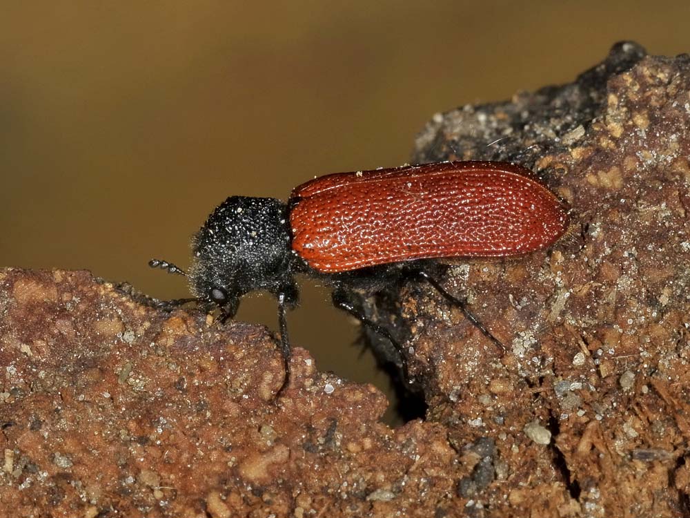 Bostrichus capucinus